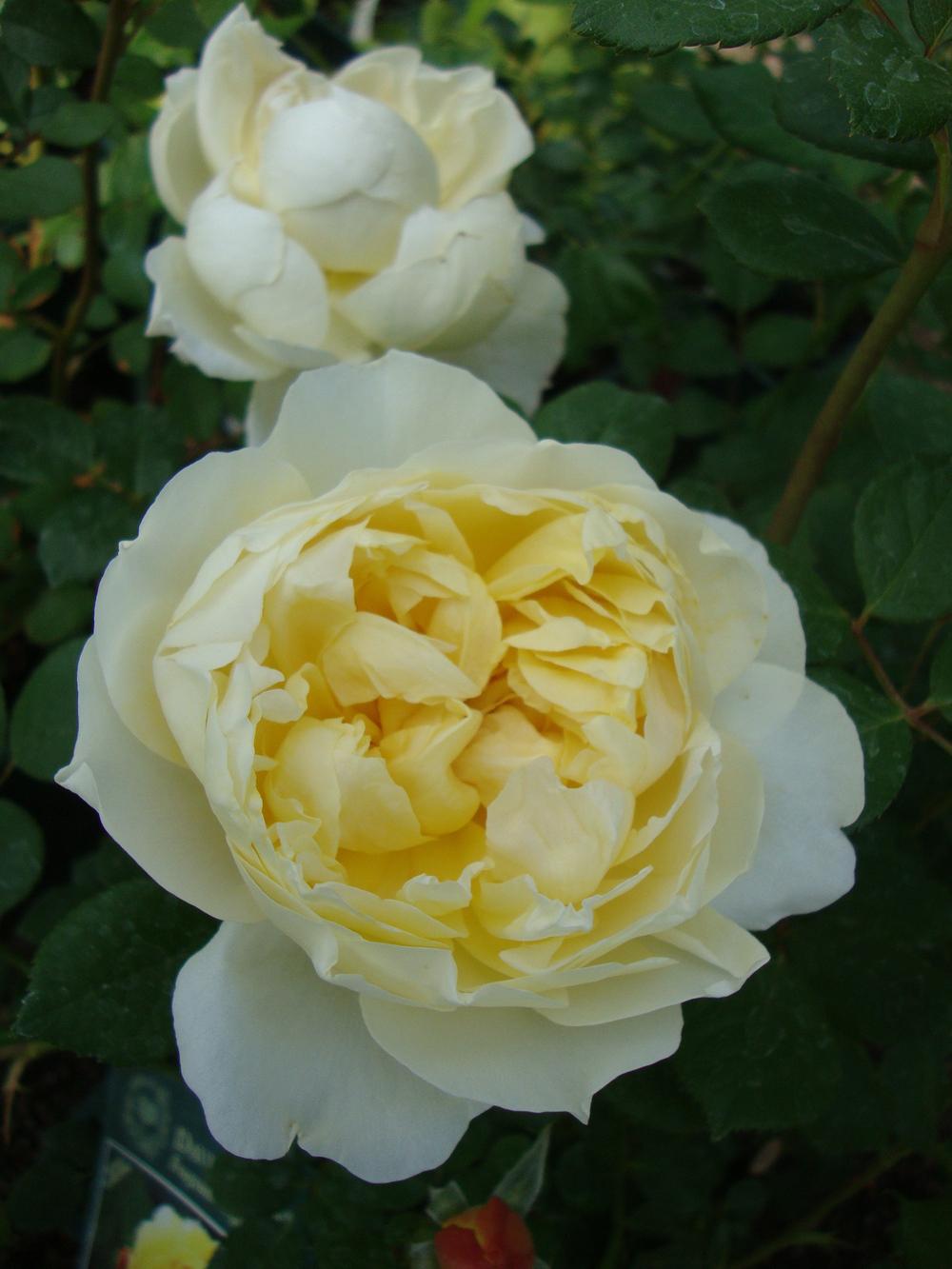 Photo of Rose (Rosa 'Charles Darwin') uploaded by Paul2032