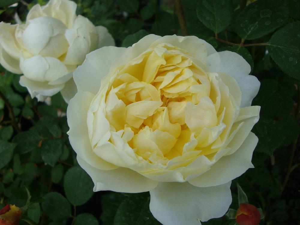 Photo of Rose (Rosa 'Charles Darwin') uploaded by Paul2032