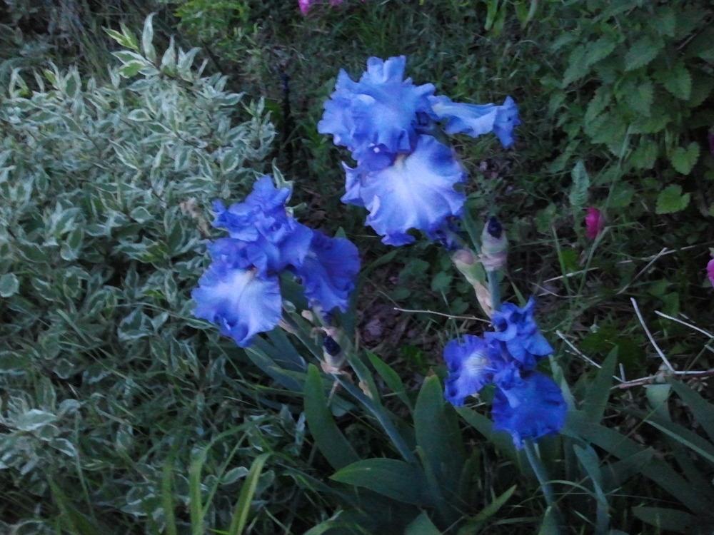 Photo of Tall Bearded Iris (Iris 'Victoria Falls') uploaded by dyzzypyxxy