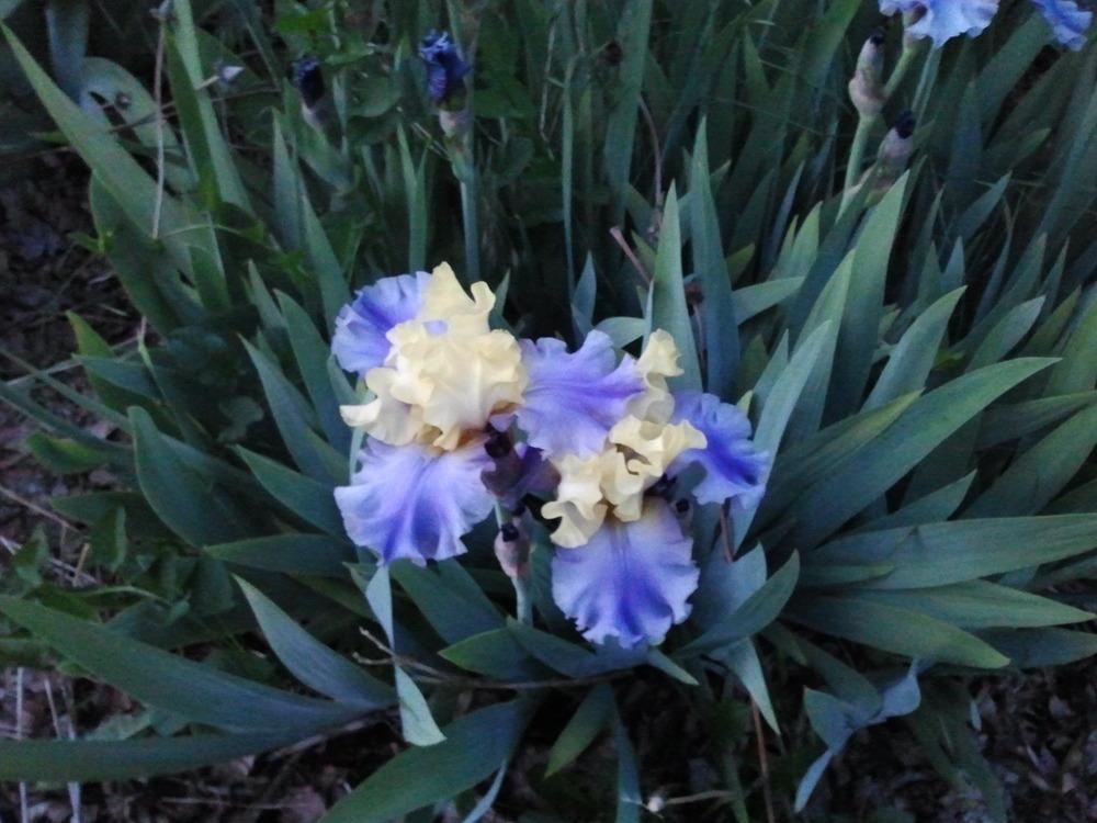 Photo of Tall Bearded Iris (Iris 'Edith Wolford') uploaded by dyzzypyxxy