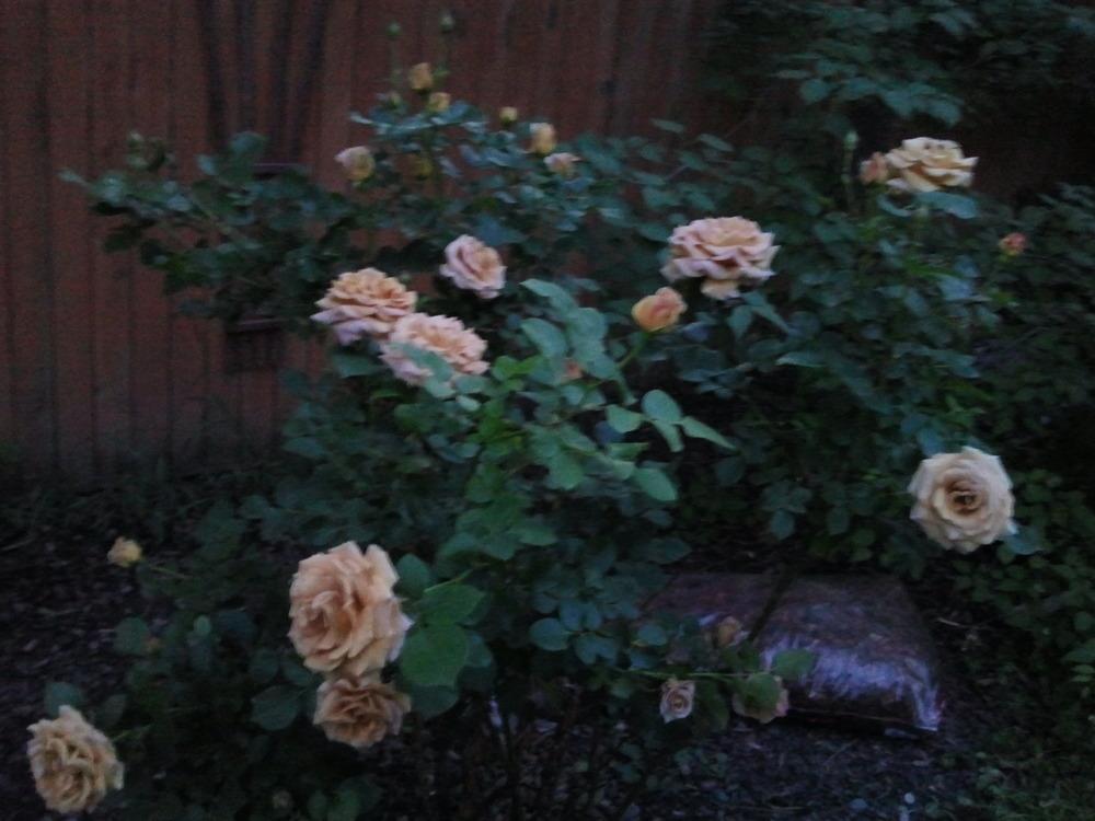 Photo of Rose (Rosa 'Honey Dijon') uploaded by dyzzypyxxy