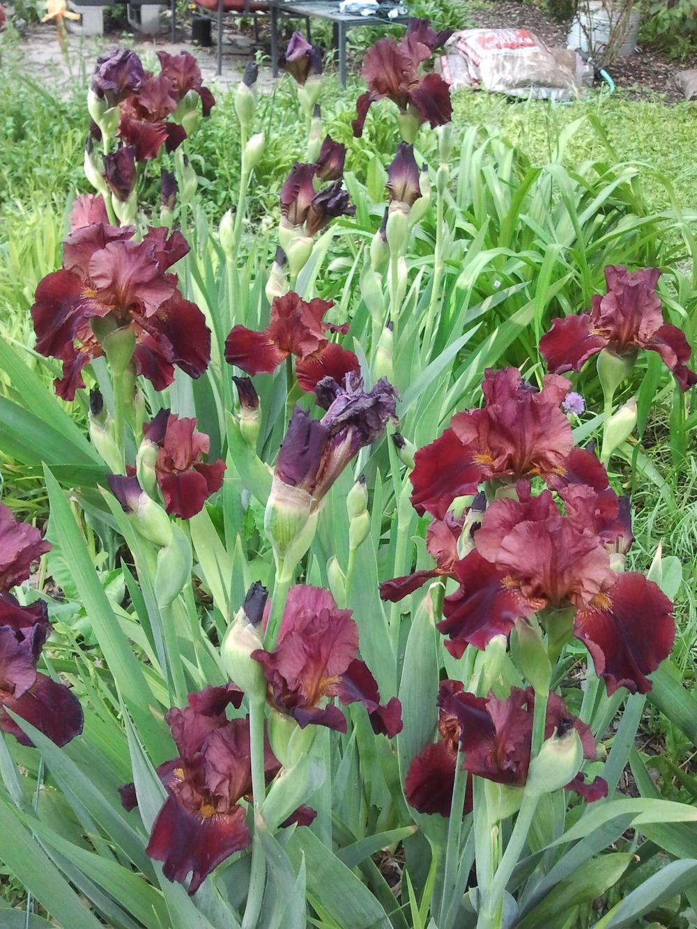 Photo of Tall Bearded Iris (Iris 'Warrior King') uploaded by dyzzypyxxy