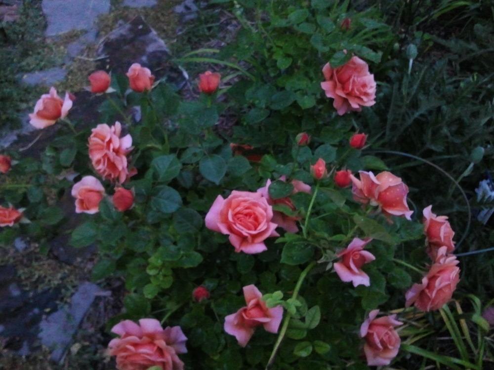 Photo of Rose (Rosa 'Easy Does It') uploaded by dyzzypyxxy
