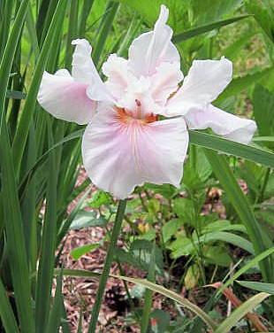 Photo of Siberian Iris (Iris 'Dawn Waltz') uploaded by ge1836