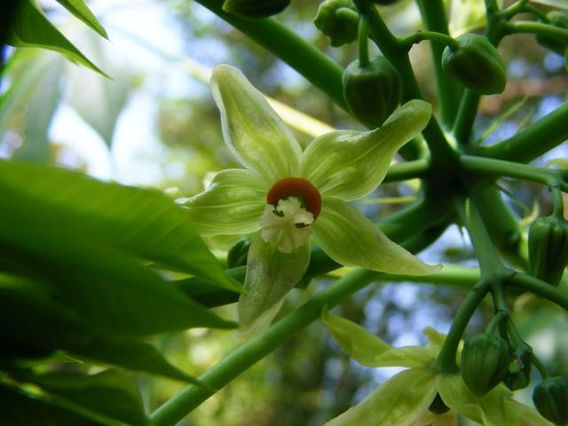 Photo of Tapioca Plant (Manihot esculenta) uploaded by gingin