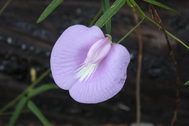 Photo of Spurred Butterfly Pea (Centrosema virginianum) uploaded by gingin