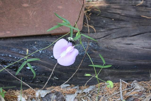 Photo of Spurred Butterfly Pea (Centrosema virginianum) uploaded by gingin