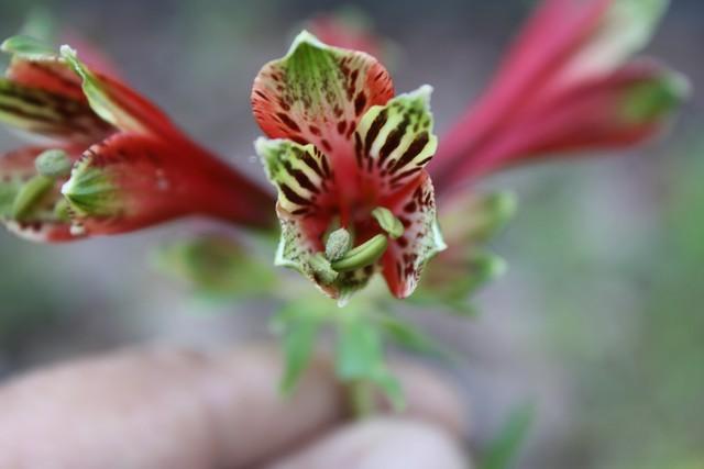 Photo of Peruvian Lily (Alstroemeria psittacina) uploaded by gingin