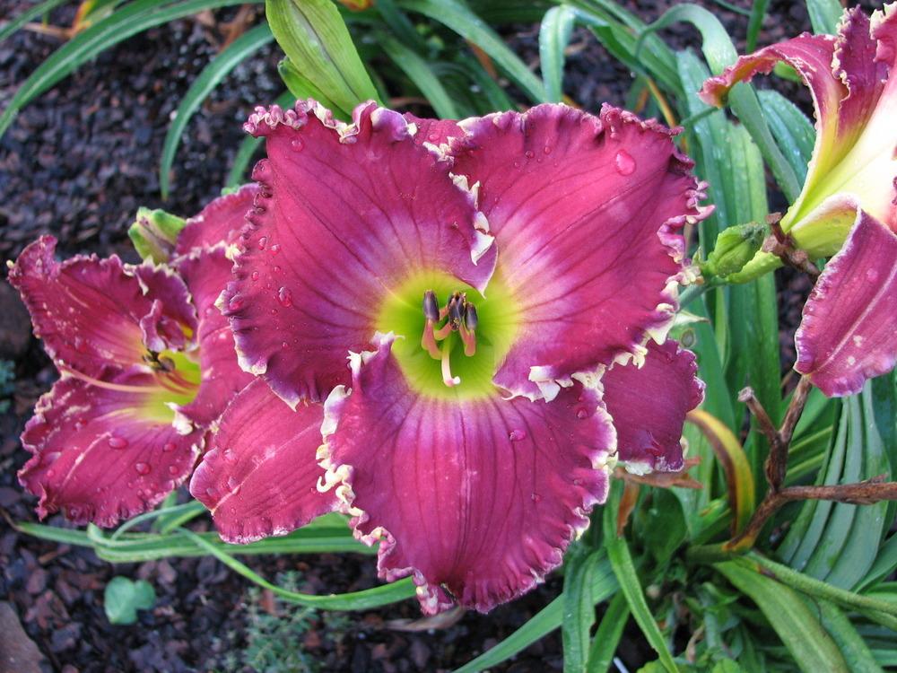 Photo of Daylily (Hemerocallis 'Thistles and Thorns') uploaded by tink3472