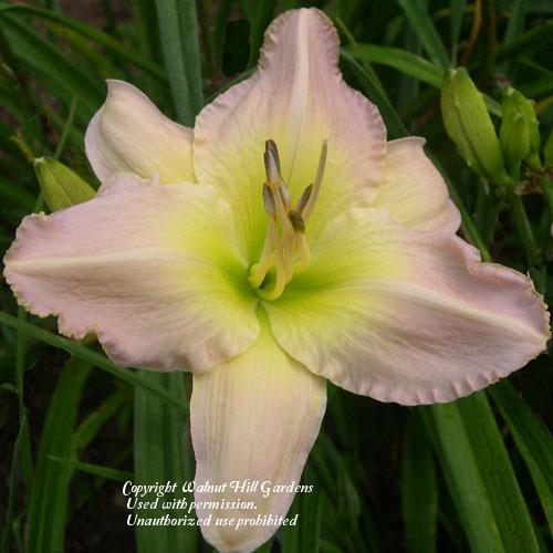 Photo of Daylily (Hemerocallis 'Queen's Quest') uploaded by vic
