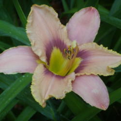 Location: My garden in Bakersfield, CA
Date: 2012-05-27 