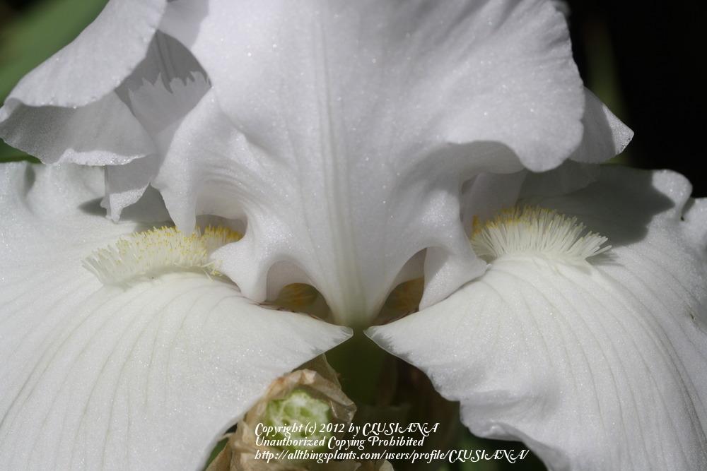 Photo of Tall Bearded Iris (Iris 'Madeira Belle') uploaded by CLUSIANA