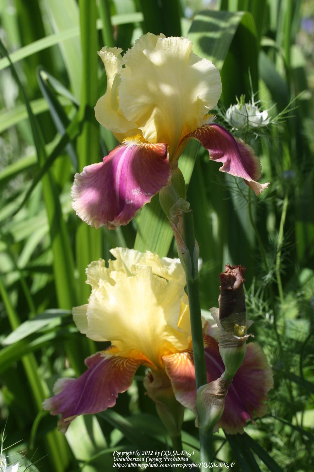 Photo of Tall Bearded Iris (Iris 'Tracy Tyrene') uploaded by CLUSIANA