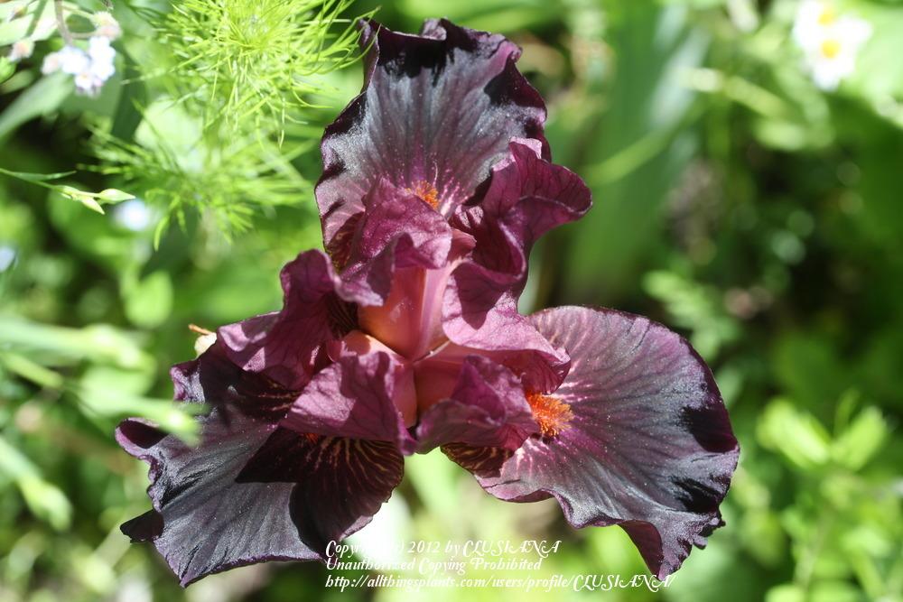 Photo of Intermediate Bearded Iris (Iris 'Sangria') uploaded by CLUSIANA