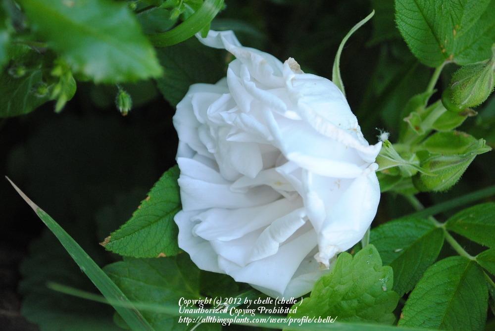 Photo of Rose (Rosa 'Mont Blanc') uploaded by chelle