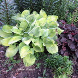 
Date: 2012-05-31
I composted the whole garden last fall and this hosta doubled in 