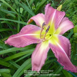 Location: my garden zone 7b NC
Date: 2012-05-31