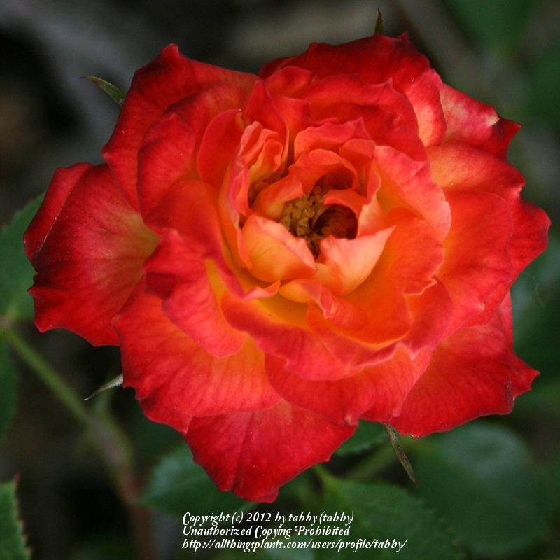 Photo of Rose (Rosa 'Shooting Star') uploaded by tabby