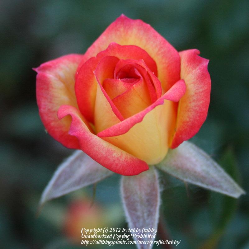 Photo of Rose (Rosa 'Tracey Wickham') uploaded by tabby
