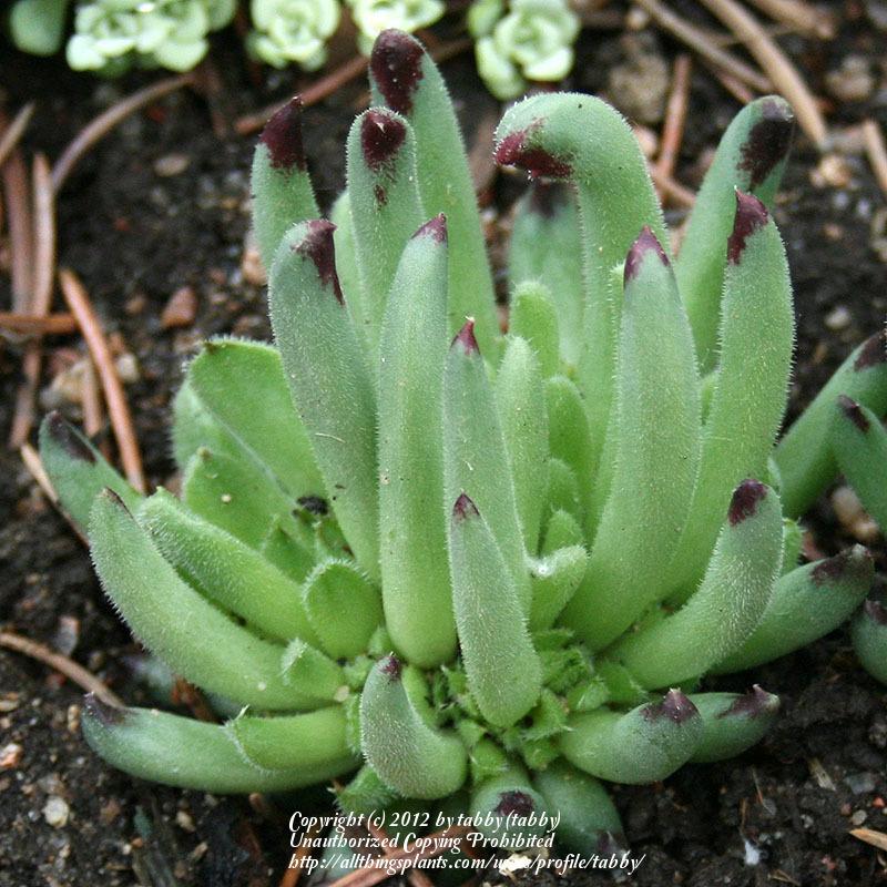 Photo of Hen and Chicks (Sempervivum calcareum 'Grigg's Surprise') uploaded by tabby