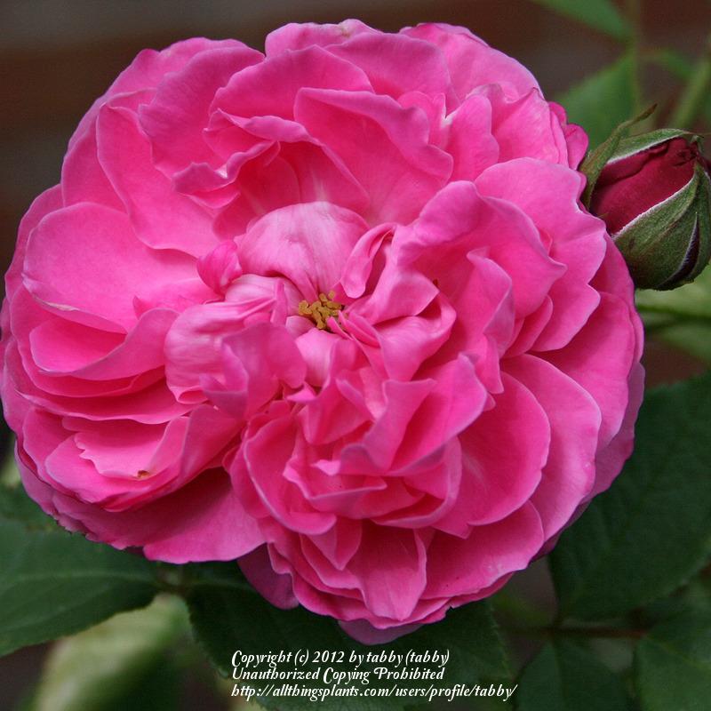 Photo of Rose (Rosa 'Mary Rose') uploaded by tabby