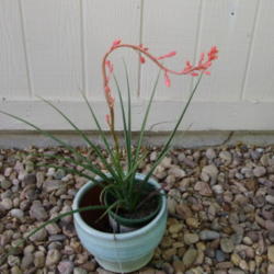 Location: Colorado
Date: 2012-05-25
Potted Red Yucca