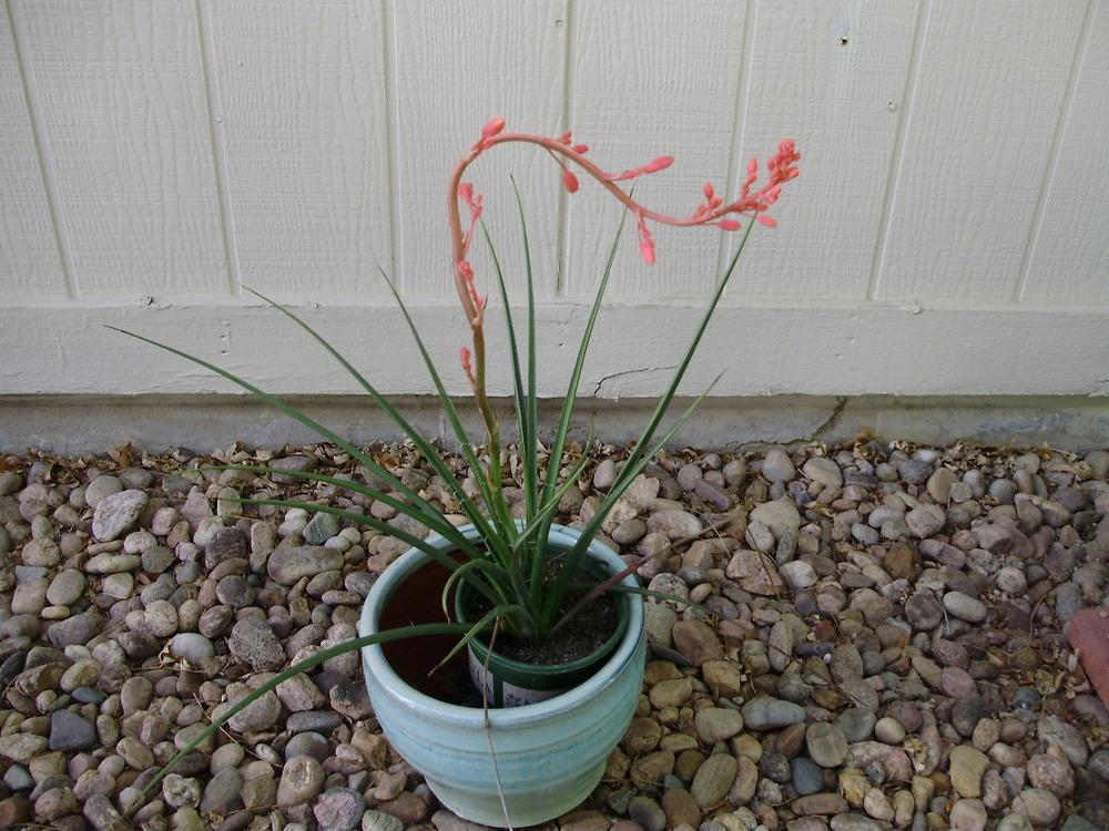Photo of Red Yucca (Hesperaloe parviflora) uploaded by CDsSister