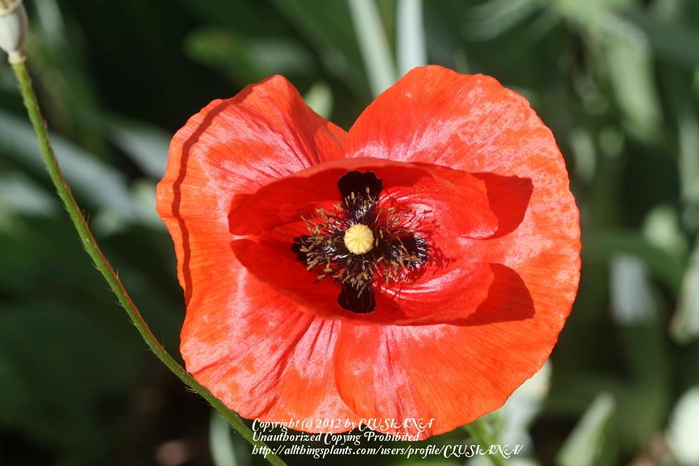 Photo of Field Poppy (Papaver rhoeas) uploaded by CLUSIANA