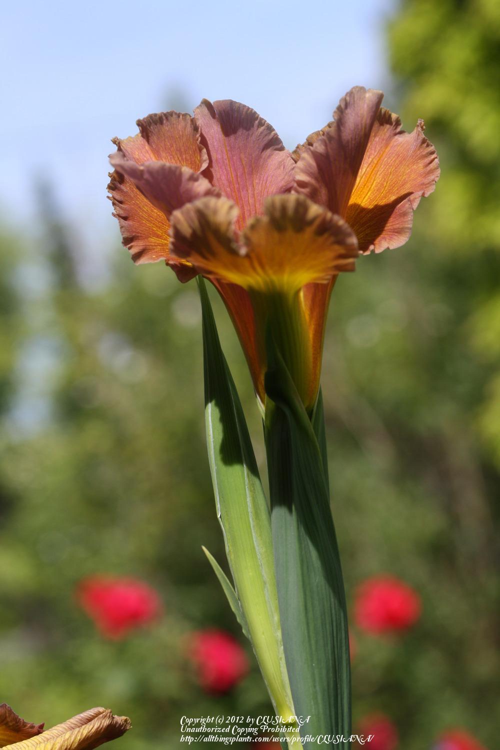 Photo of Spuria Iris (Iris 'Highline Coral') uploaded by CLUSIANA