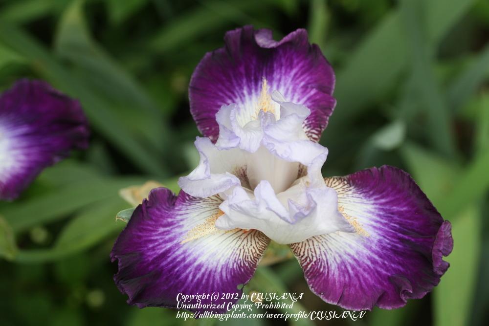Photo of Tall Bearded Iris (Iris 'Aurelie') uploaded by CLUSIANA