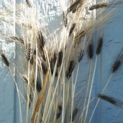 Location: Home garden
Date: 2012-06-01 
Cultivar, Neiger Barley, sourced from Sandhill Preservation.