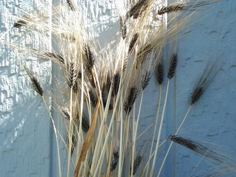 Photo of Common Barley (Hordeum vulgare) uploaded by Chickensonmars