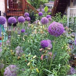 Location: Chicago, IL
Date: 2012-06-01 
Ambassador are the tall stems.  Underplanted with Allium christop