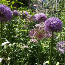 Location: Chicago, IL
Date: 2012-05-23 
Growing with Allium christophii and pink chervil.