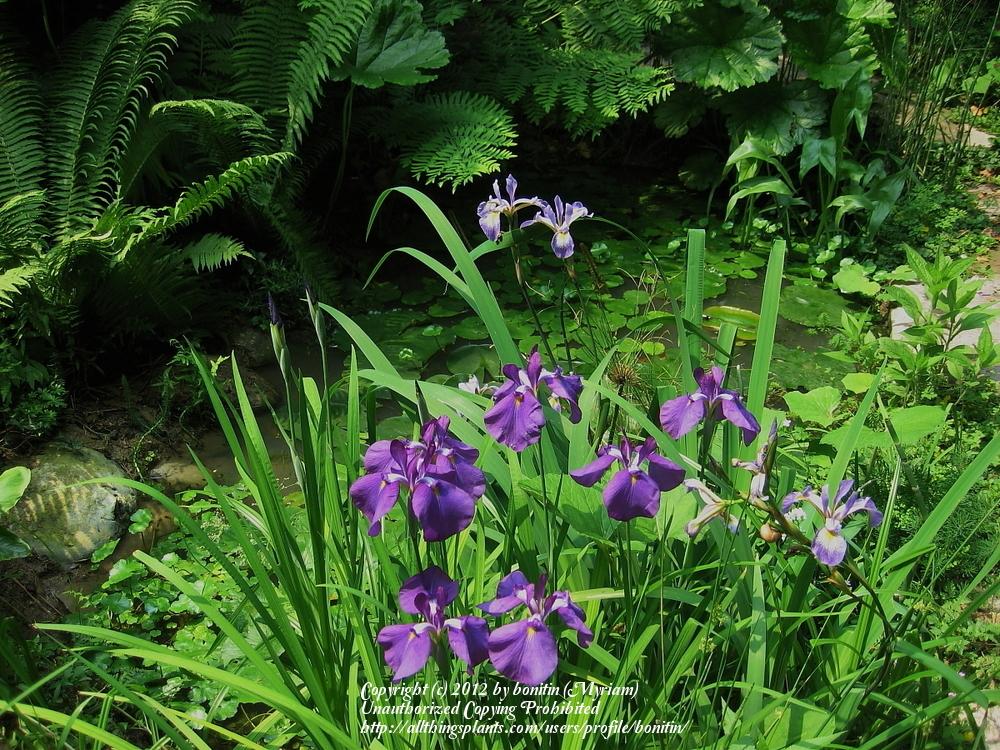 Photo of Japanese Iris (Iris ensata) uploaded by bonitin