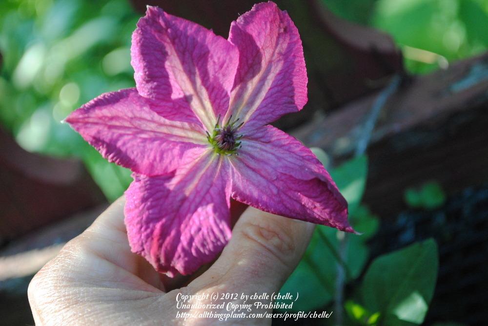 Photo of Clematis (Clematis viticella 'Carmencita') uploaded by chelle