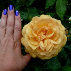 Location: Kassia's Garden - Framingham, MA 
Date: 2012-05-30
Big gorgeous rose! So worth having it!