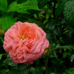 Location: Kassia's Garden - Framingham, MA 
Date: 2012-05-30
Very nice rose!