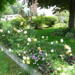 Location: Kassia's Garden - Framingham, MA 
Date: 2012-05-29