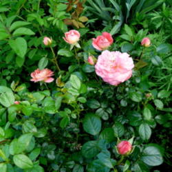Location: Kassia's Garden - Framingham, MA 
Date: 2012-05-31
From Palatine Roses - planted in 2010 - still small but like all 