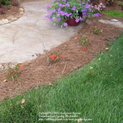 Location: My Cincinnati Ohio garden
Date: May 31, 2012
Planted about a week ago