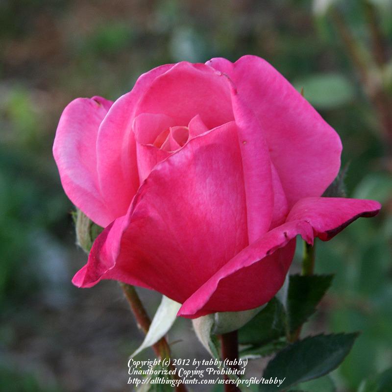Photo of Rose (Rosa 'Perfume Delight') uploaded by tabby