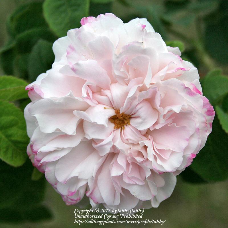 Photo of Rose (Rosa 'Leda') uploaded by tabby