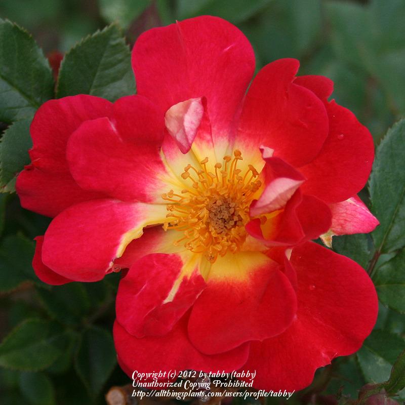 Photo of Rose (Rosa 'Ralph's Creeper') uploaded by tabby