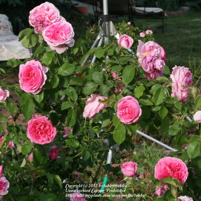 Photo of Rose (Rosa 'Gertrude Jekyll') uploaded by tabby