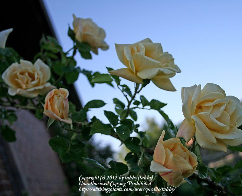 Photo of Rose (Rosa 'Mr. Nash') uploaded by tabby