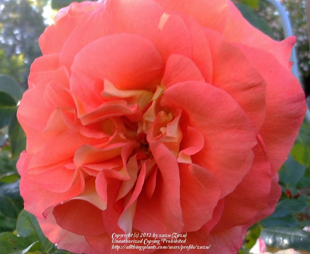 Photo of Rose (Rosa 'Fairest Cape') uploaded by zuzu