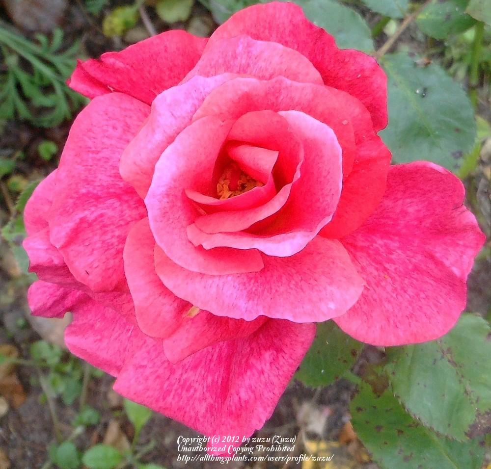 Photo of Rose (Rosa 'Cinnamon Spice') uploaded by zuzu