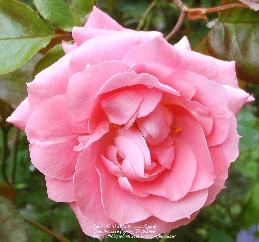 Photo of Rose (Rosa 'Elegant Design') uploaded by zuzu