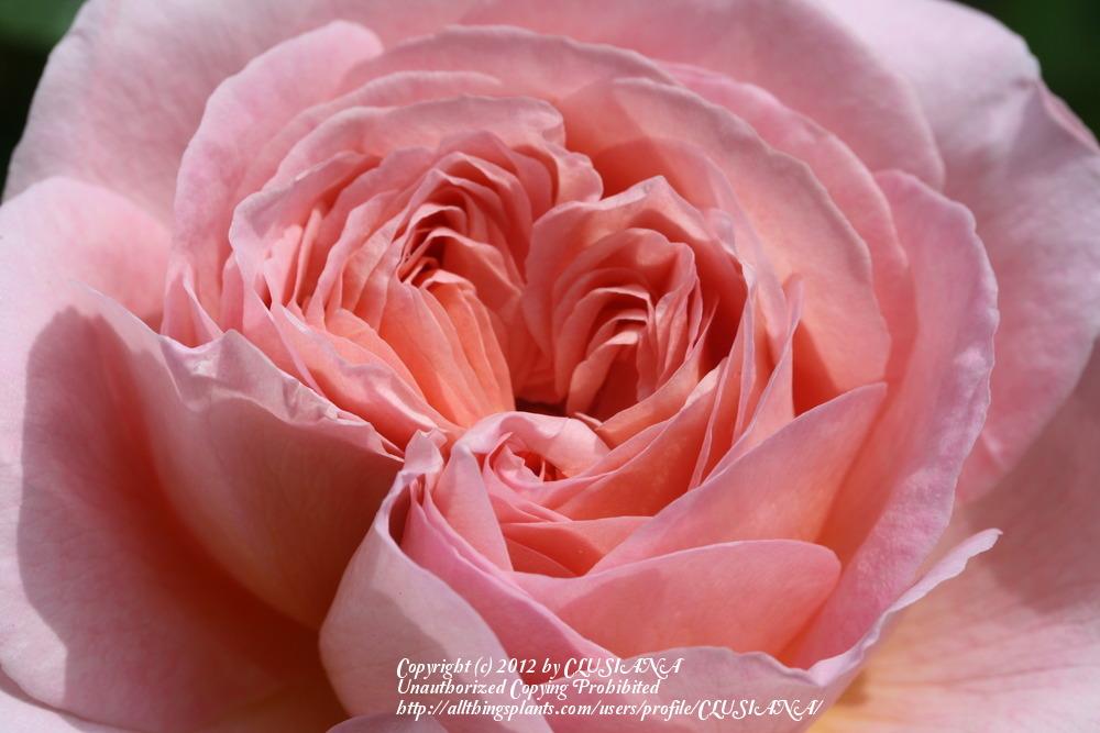 Photo of Rose (Rosa 'Abraham Darby') uploaded by CLUSIANA